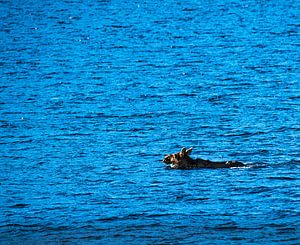 Eland doorkruisen van een fjord door te zwemmen van Kai Müller