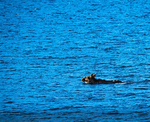 Moose crossing a fjord by swimming