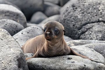 Galapagos zeeleeuwen pup van Ilan Ben Tov