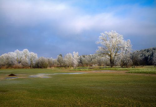 Bomen bedekt met rijp in een Beiers winterlandschap