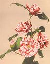 Striped Camellias, Ogawa Kazumasa by Masterful Masters thumbnail
