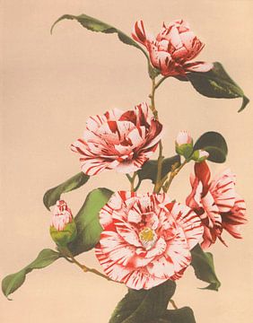 Striped Camellias, Ogawa Kazumasa