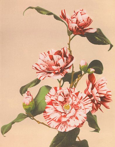 Gestreepte Camelia's, Ogawa Kazumasa