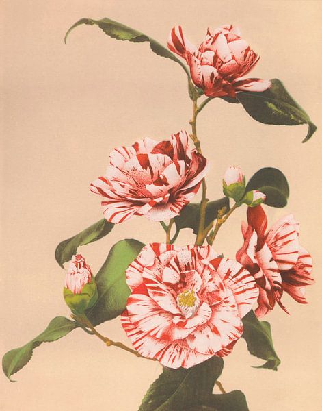 Striped Camellias, Ogawa Kazumasa by Masterful Masters