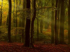 Magischer Morgen von Ellie Overgaauw