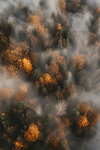 Autumn Veil – Fine-Art: Herbstwald im Morgennebel von Design Wall Arts
