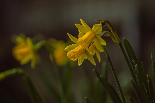 Paasbloemen op zijn best