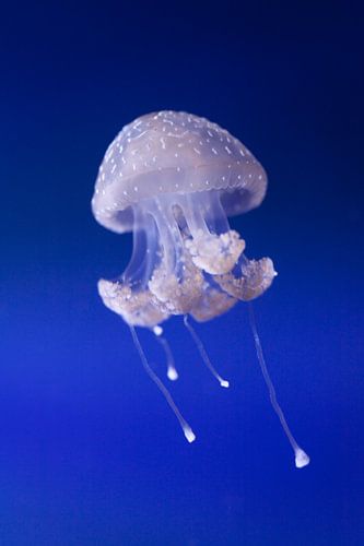 Weißgefleckte Qualle, Phyllorhiza punctata, schwimmt im Wasser