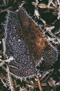 Ein braunes Blatt mit Frost im Winter | Makro von Steven Dijkshoorn