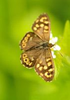 bont zandoogje close-up