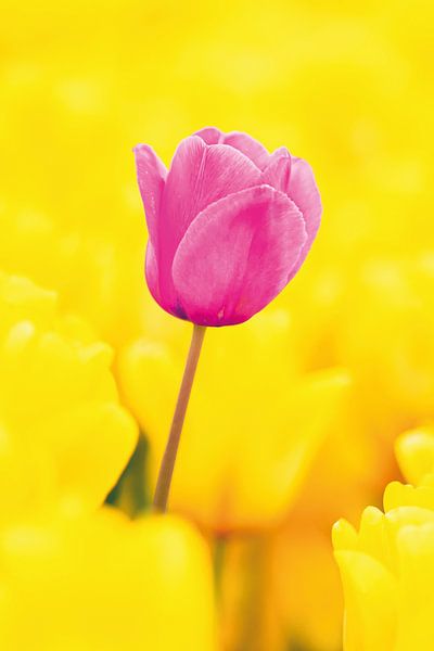 auffällige rosa Tulpe inmitten des gelben Blumenfeldes von Yorick Elsinga