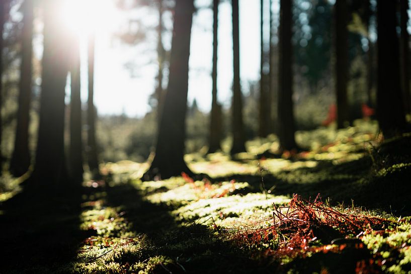 Nature by Meike Huibers