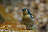 Finch on red moss by Michel van Kooten thumbnail