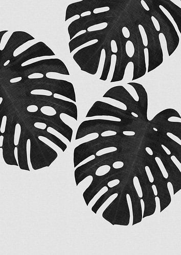 Monstera Leaf Black & White III