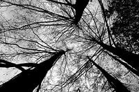 nature's neurons