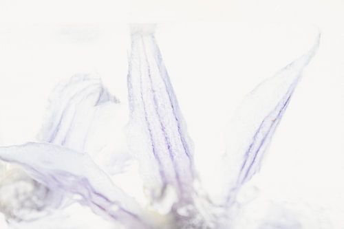 Clematis in Eis 3 von Marc Heiligenstein