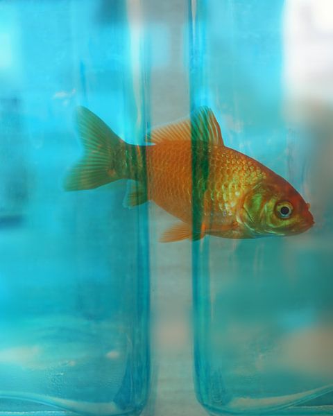 Goldfish by Saskia Schotanus