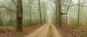 De mist in de herfst in de Zandlaan in Beetsterzwaag Opsterland Friesland van Ad Huijben