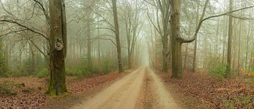 Brouillard d'automne sur la Zandlaan à Beetsterzwaag Opsterland Friesland sur Ad Huijben