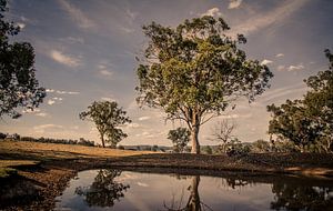 Farmland Eucalyptus by Sven Wildschut