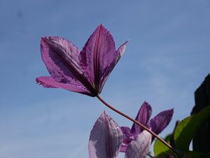 Blume in der Luft