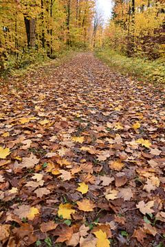 A country road in autumn by Claude Laprise