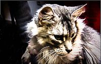 Wildkatze