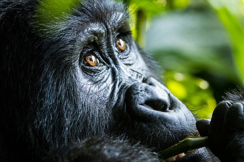 Mountain gorilla in Uganda by Dennis Van Den Elzen
