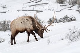 Wapiti ( Cervus canadensis ), scharrt auf Nahrungssuche im Schnee, Yellowstone NP, USA.