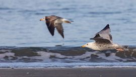 Vogelfotografie - Großmantelmöwe von Bert v.d. Kraats Fotografie