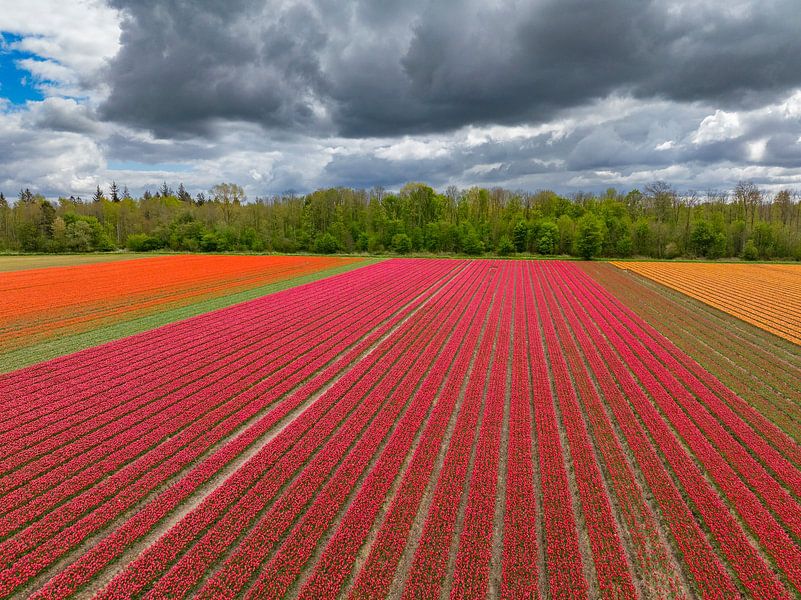 Tulips a field with dark clouds above during springtime by Sjoerd van der Wal Photography