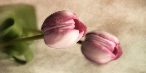 altijd aan jouw zijde by Claudia Moeckel