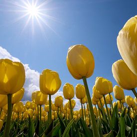 gele tulpen in de zon van Nicolette Schuur