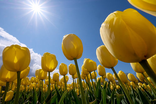 Sunny tulips