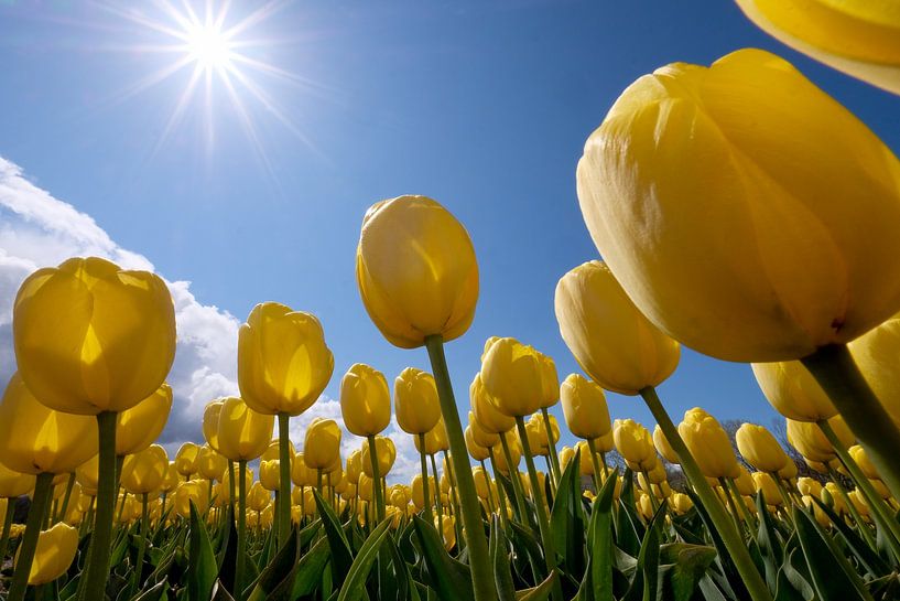 gele tulpen in de zon van Nicolette Schuur