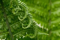 Fern curled