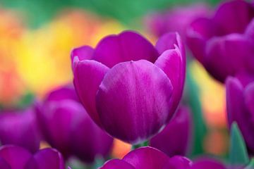 Violette Tulpe im Frühlingslicht von Ivonne Fuhren-van de Kerkhof