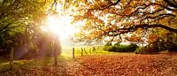 Beautiful nature in autumn by Günter Albers thumbnail