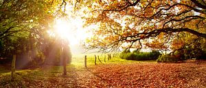 Wunderschöne Natur im Herbst von Günter Albers