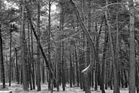 Into the woods