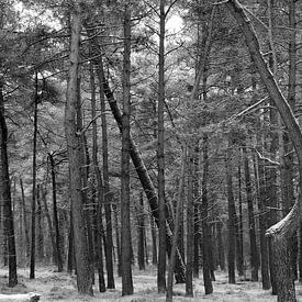 Into the woods von Loes Jansen