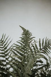 Farne vor einer weißen Wand | Minimalistische Fotografie | Amersfoort, Niederlande von Trix Leeflang