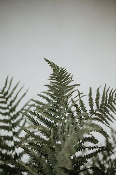 Ferns in front of a white wall | Minimalist photography | Amersfoort, Netherlands by Trix Leeflang