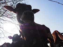 Stiertje von Wendy Bremmert