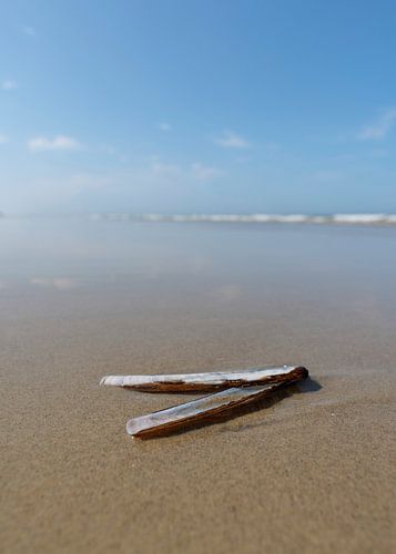 Razor blades in the surf at Terschelling
