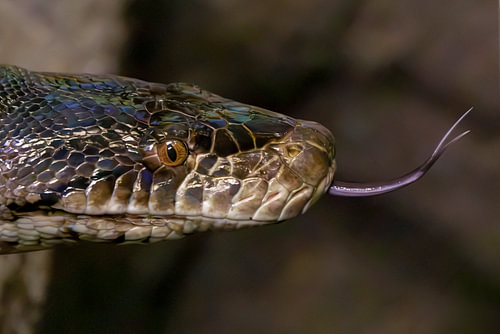 Die Netzpython – auf der Suche mit gespaltener Zunge
