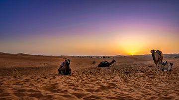 Dromedaris bij zonsopgang in de Merzougan-woestijn