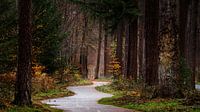 Fietspad Speulderbos van Sake van Pelt thumbnail