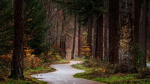 Piste cyclable Speulderbos