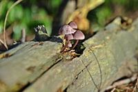 Paddenstoelen in het bos